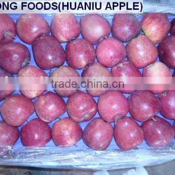 2010 new crop huaniu apple