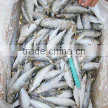 organic foods of sardine