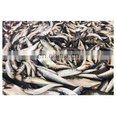 High quality frozen fish sardine for tuna bait