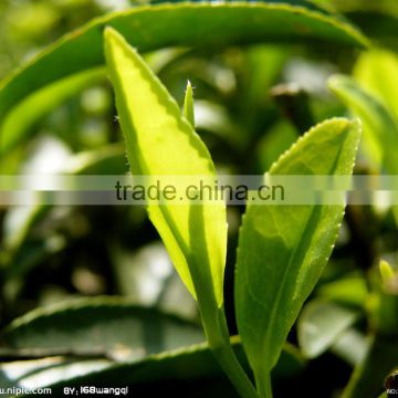 raw material 100 pure natural tea tree oil