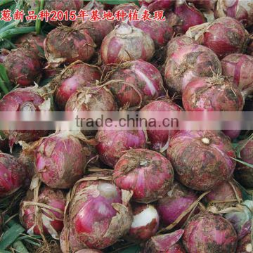 Hybrid onion seeds for growing-red preciousness