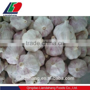 Certified GAP/ KOSHER/ HALAL Jinxiang Garlic
