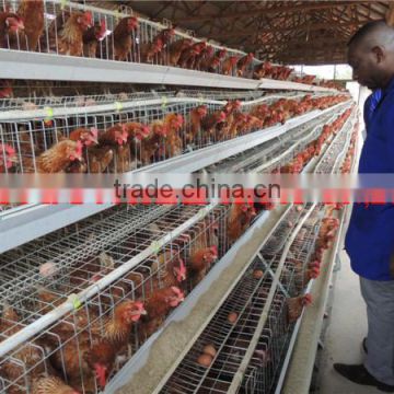 TAIYU High Quality Hot-sale Layer Poultry Cages for Kenya Farms Layers