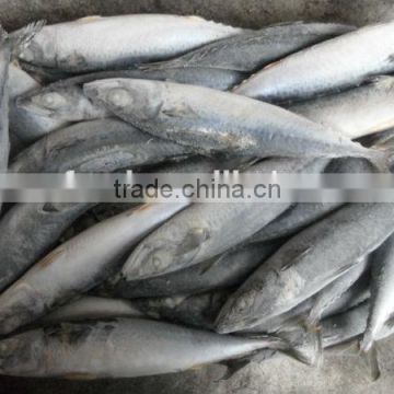 frozen pacific saury in fish