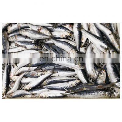 Best selling frozen sardine fish block for fishing bait