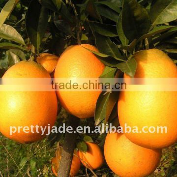 Chinese sweet Fresh Navel Orange