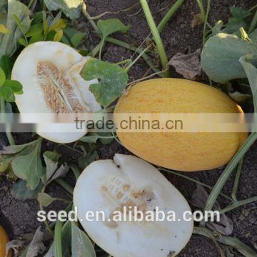 White Jombo No.1 Chinese Extremely early variety rock Melon Seeds