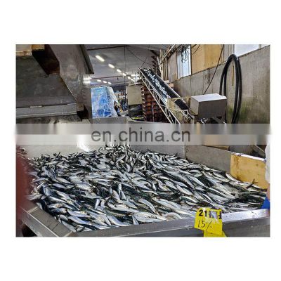 Hot sale frozen sardine export for bait jig sardines