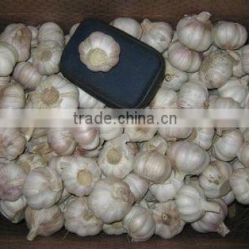 Chinese Juyuan Fresh White Garlic