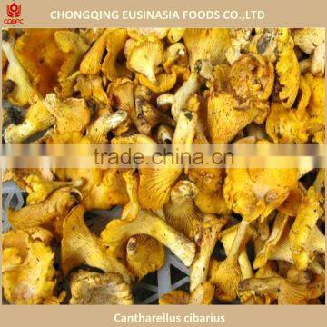 Dried mushroom chanterelle prices best