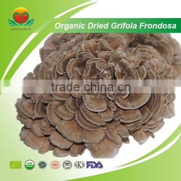 Most Popular Organic Dried Grifola Frondosa