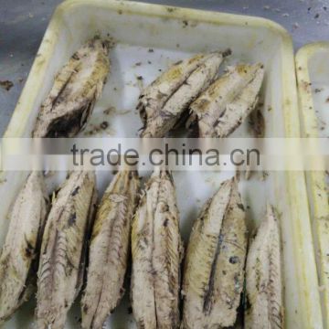 frozen pre-cooked bonito loin for sell