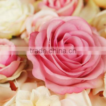 Rose flower head