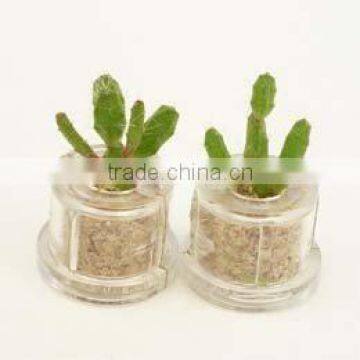 Miniplant "Ant apple" mini succulent plant with mobile phone strap