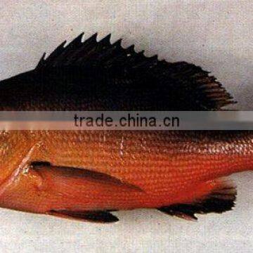 Red Snapper ( Bohar)