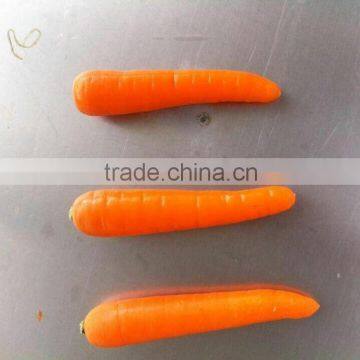 2016 New Crop Fresh Red Carrot For Sale