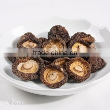 Edible mushrooms/ shiitake mushroom/champignon/Mushrooms/Chinese mushroom