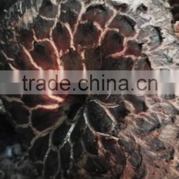 New crop of dried sarcodon aspratus