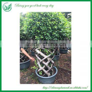 Ornamental One layer Ficus Cage bonsai