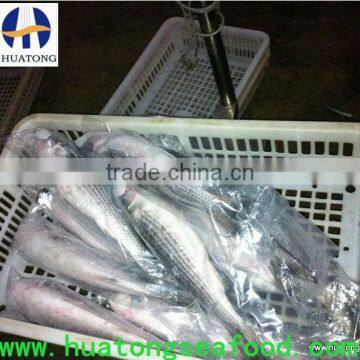 Frozen Mullet Price in China on Sale Atlantic Whole