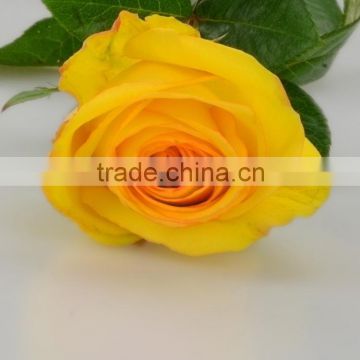 Colorful Yellow Crown high yellow flower popular rose