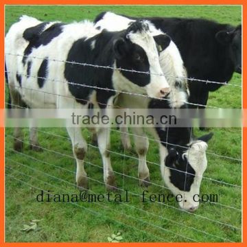 China Best Selling Galvanized Wire Mesh for Grassland/High Quality Cattle Fence
