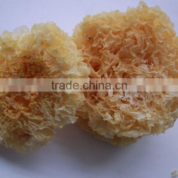 White Dried Fungus with Plastic Bag