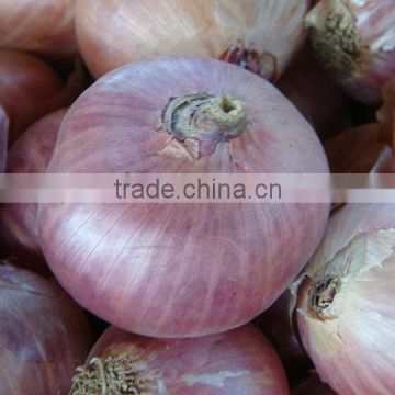 Fresh Large Phulkara Onion from Pakistan
