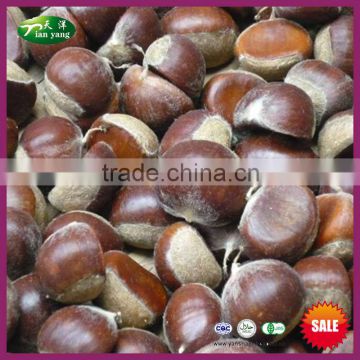 2016 Best Organic New China Fresh Chestnut from Yanshan Mountain