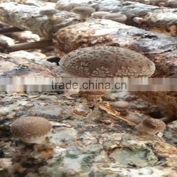 shiitake mushroom spawn
