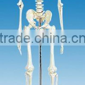 Model of Human Skeleton (170cm)