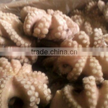 Hihg Quality Octopus Vulgaris from Africa