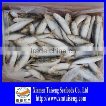 Frozen Canned Sardines Fish
