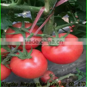 China tomato top quality competitive price/fresh tomato