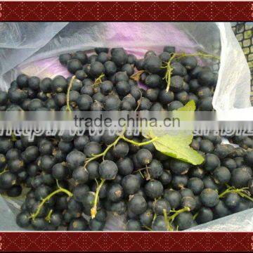 IQF Wild Blackcurrants