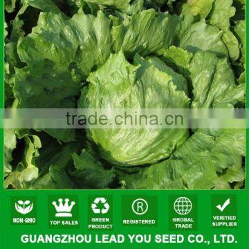 NLT05 Shengcai iceberg lettuce seeds all kinds of vegetable seeds