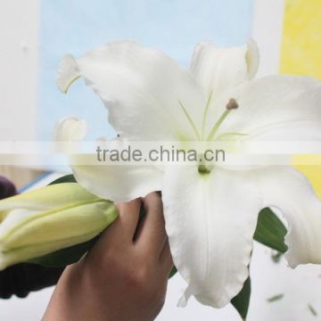 Wide varieties factory direct lily