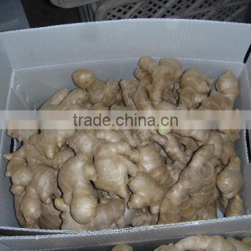 air dried ginger from China