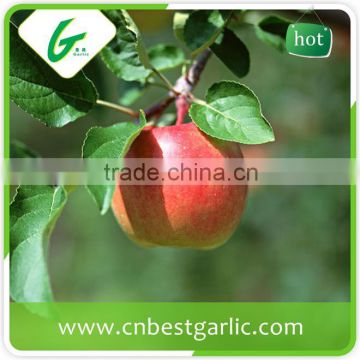 Red fresh fuji apple with best price