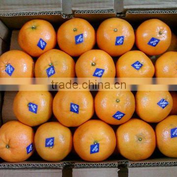 New Year 2017 Special Offer - Kinnow Mandarin Citrus