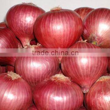 Onion seeds wholsale supply