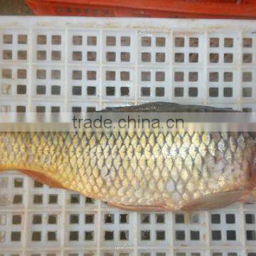 Frozen Carp