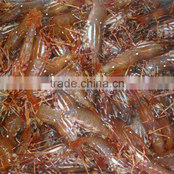 live spot prawn