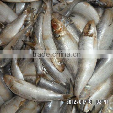frozen sardine for tuna bait