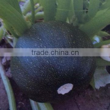 Black Stone Planting hybrid squash seeds