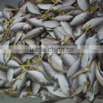 Fish for fish meal