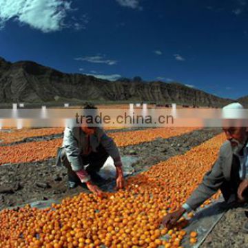 China export great quality dried apricot