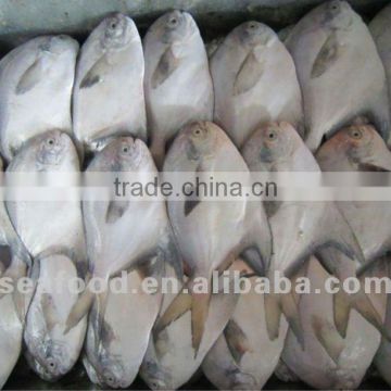 new arrival seafood fresh fish pomfret
