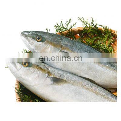 Raw frozen yellow tail fish whole round for export