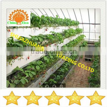 vegetables greenhouse growing pallet